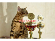Питомник животных Питомник бенгальских кошек Sunhunters - на портале kreativby.su